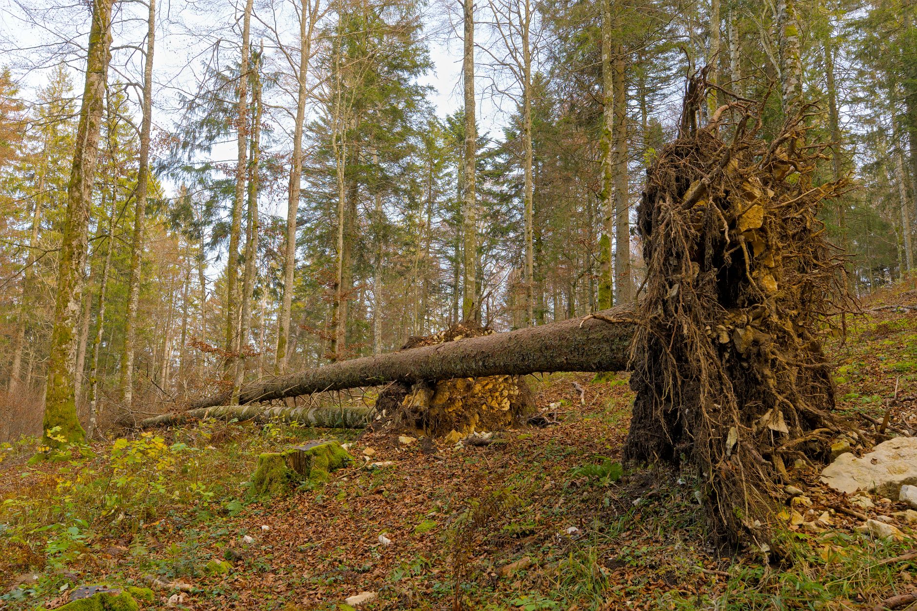Enlèvement arbre urgence équipe à Cholet